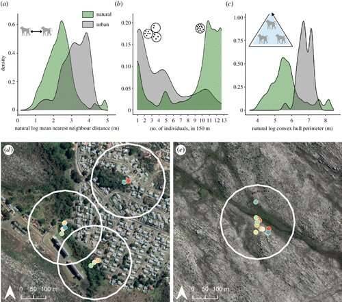 Gli scienziati utilizzano collari GPS per tracciare i movimenti dei babbuini